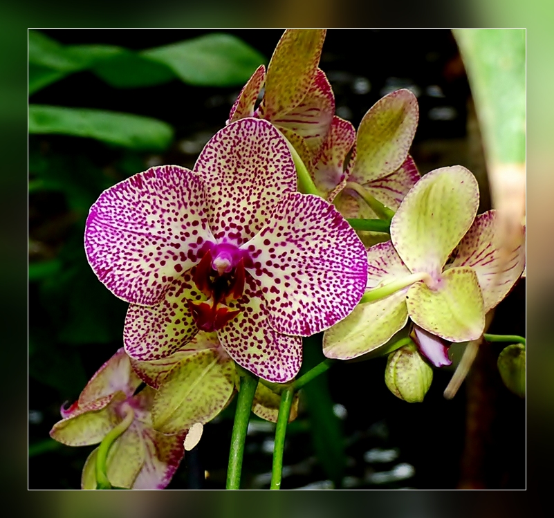 Orchideenblüte . . . .