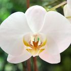 Orchideenblüte