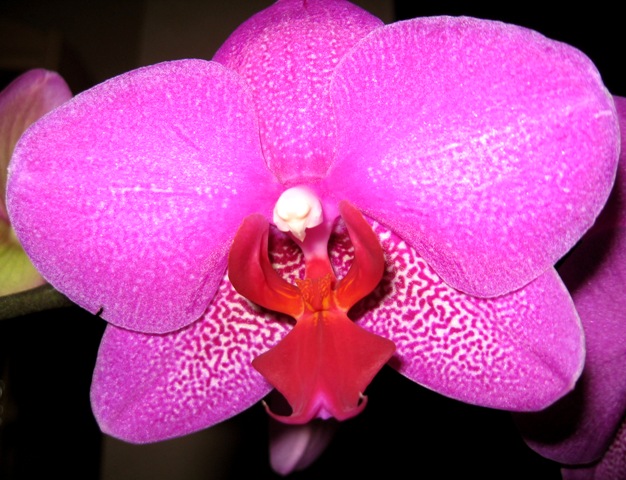 Orchideenblüte