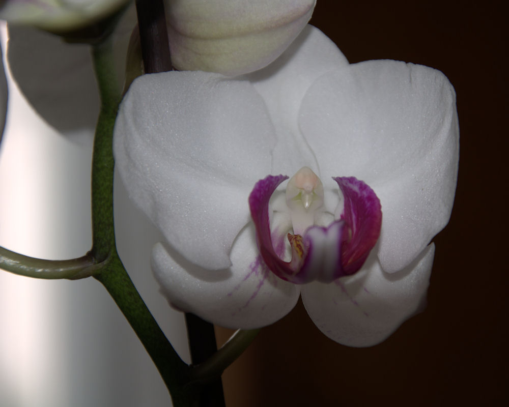 Orchideenblüte