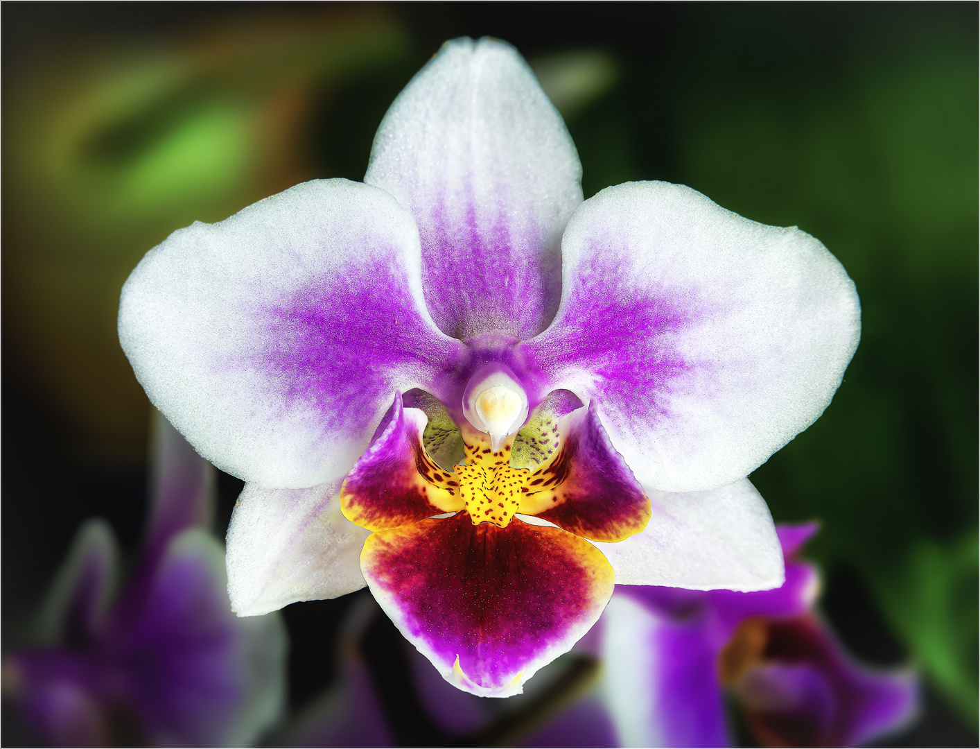 Orchideenblüte