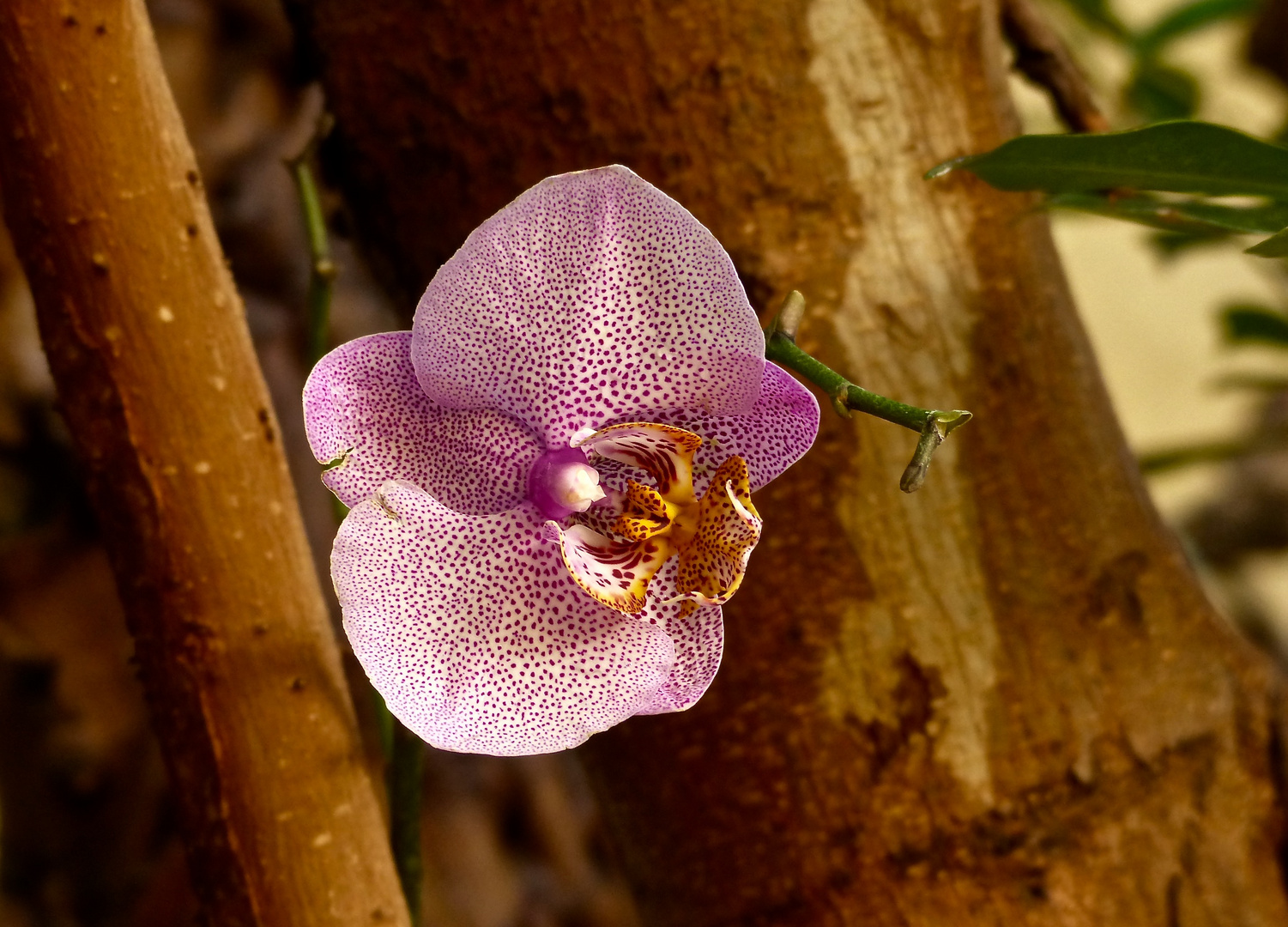 Orchideenblüte