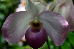 Orchideenblüte - Frauenschuh