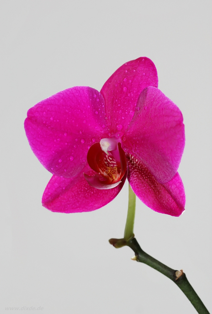 Orchideenblüte II