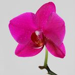 Orchideenblüte II