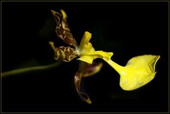 Orchideenblüte III
