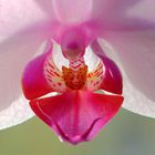 Orchideenblüte im Durchlicht