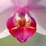 Orchideenblüte im Durchlicht
