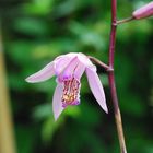 Orchideenblüte im Garten