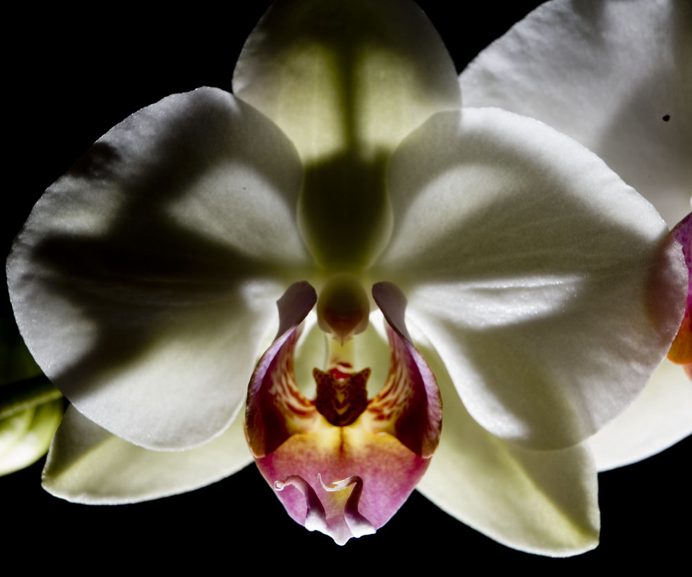 Orchideenblüte im Gegenlicht/-blitz