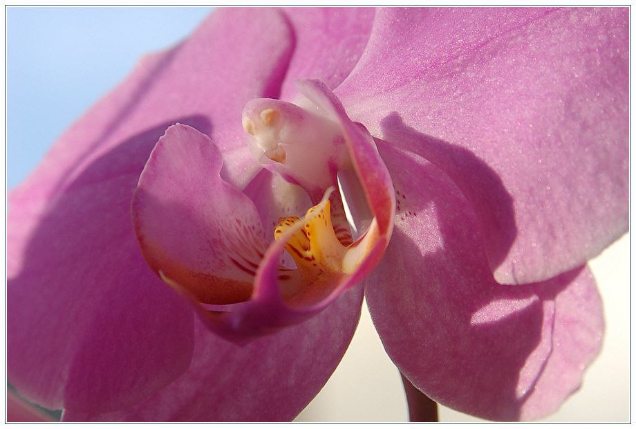 Orchideenblüte im Licht der Nachmittagssonne