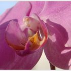 Orchideenblüte im Licht der Nachmittagssonne