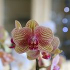 Orchideenblüte im Lichterspiel