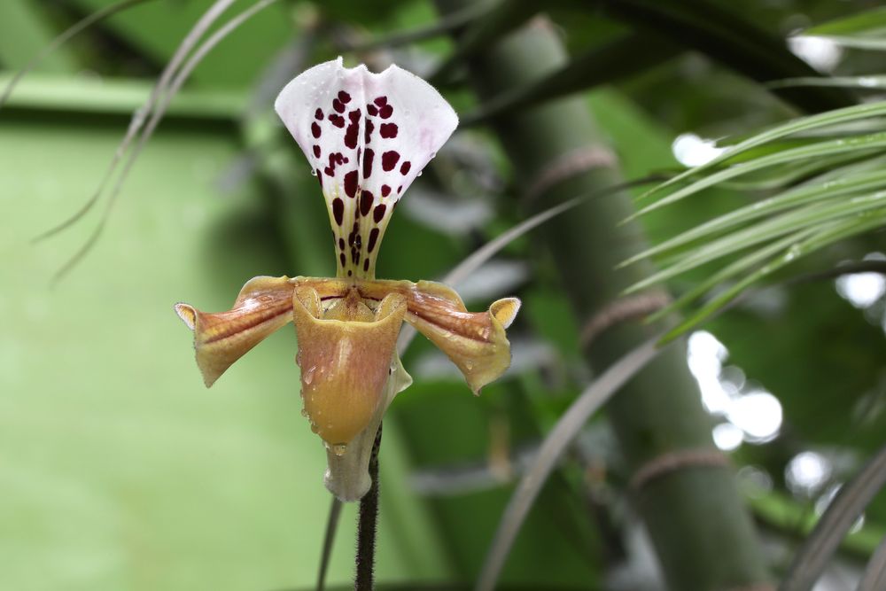 Orchideenblüte in der Biosphäre Potsdam