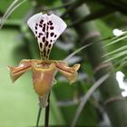 Orchideenblüte in der Biosphäre Potsdam