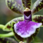 Orchideenblüte in der Biosphäre Potsdam