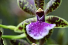 Orchideenblüte in der Biosphäre Potsdam