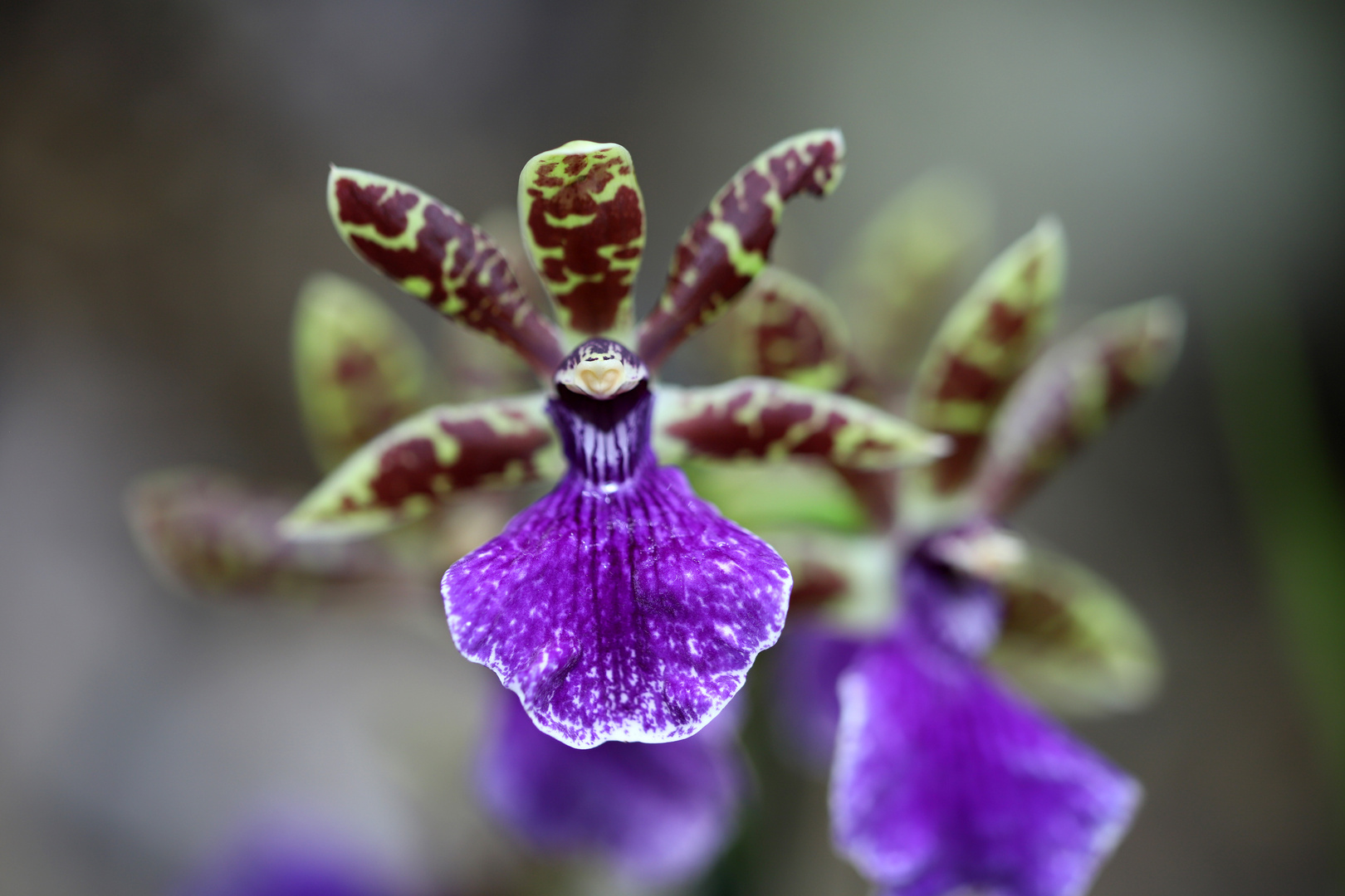 Orchideenblüte in der Biosphäre Potsdam