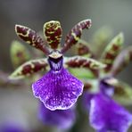 Orchideenblüte in der Biosphäre Potsdam