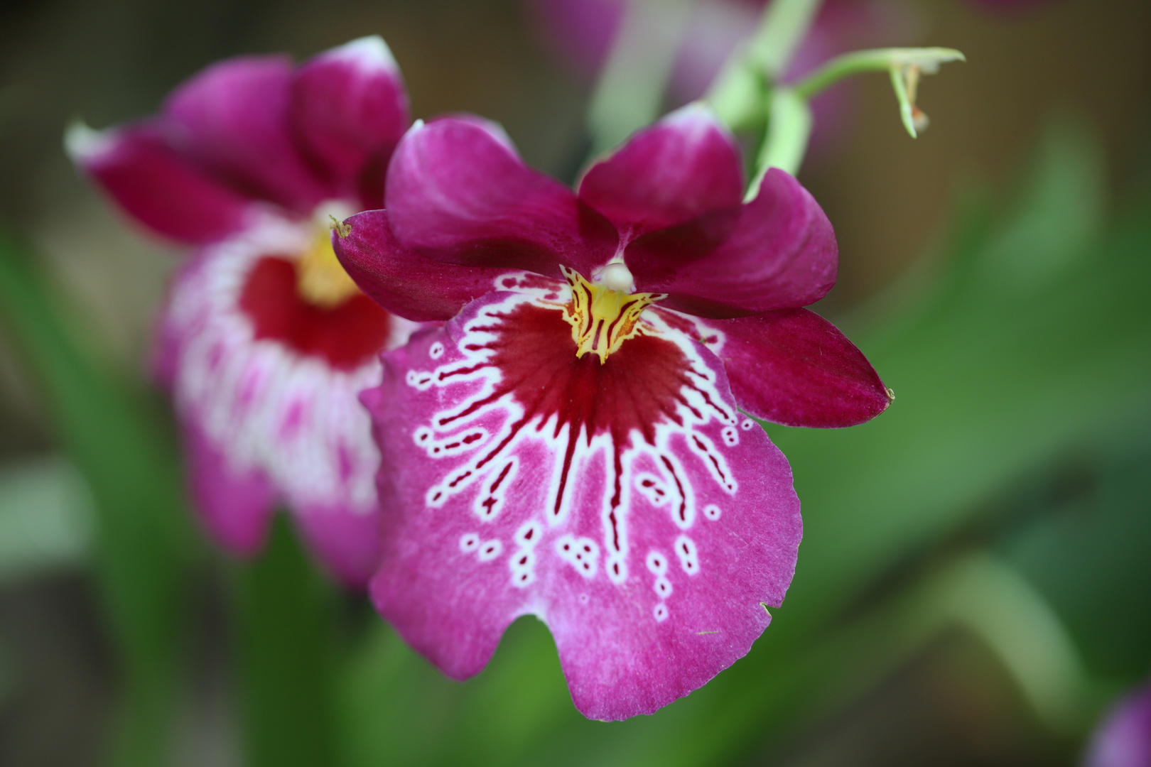 Orchideenblüte in der Biosphäre Potsdam