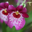 Orchideenblüte in der Biosphäre Potsdam