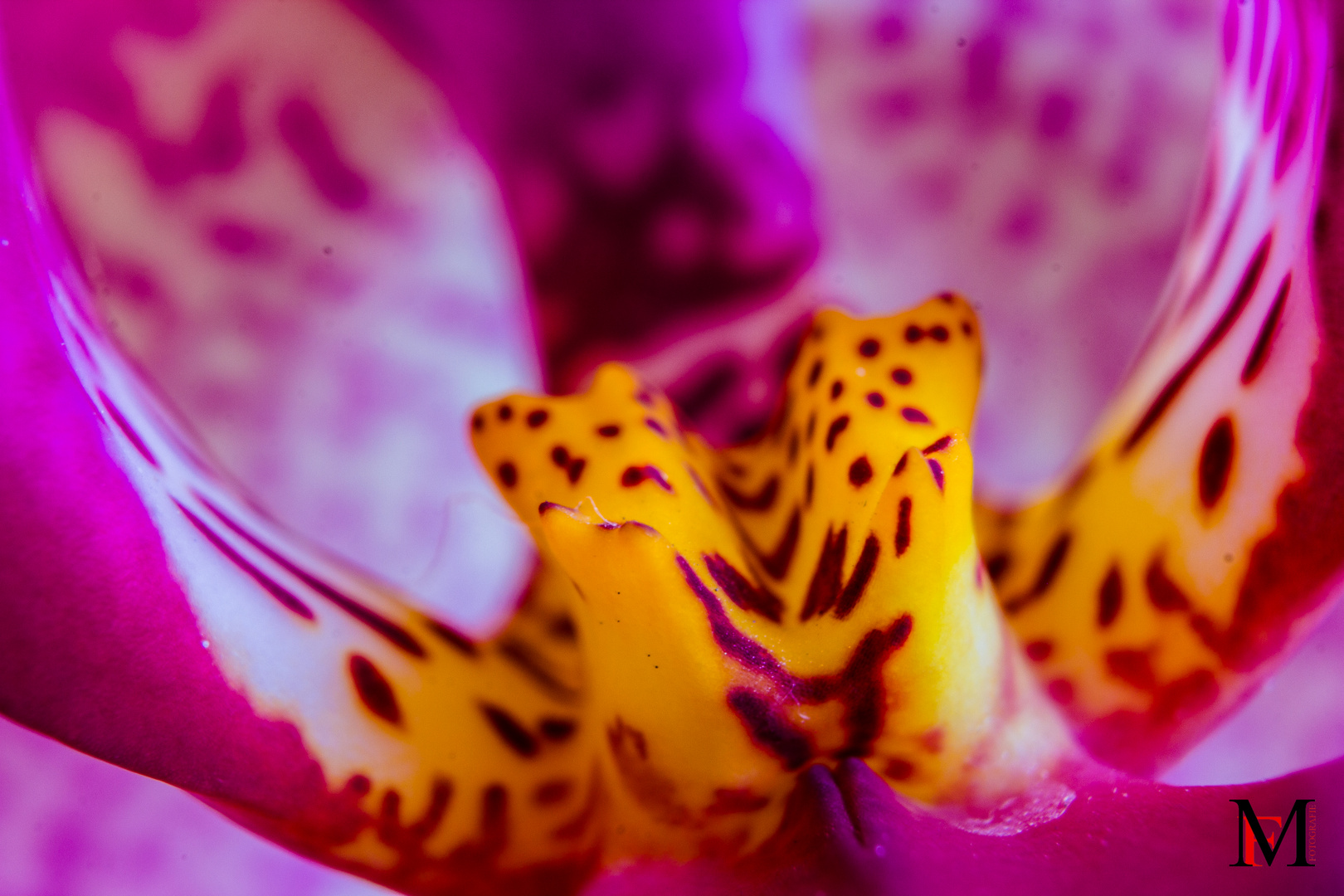 Orchideenblüte (Makro)