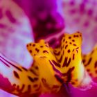 Orchideenblüte (Makro)