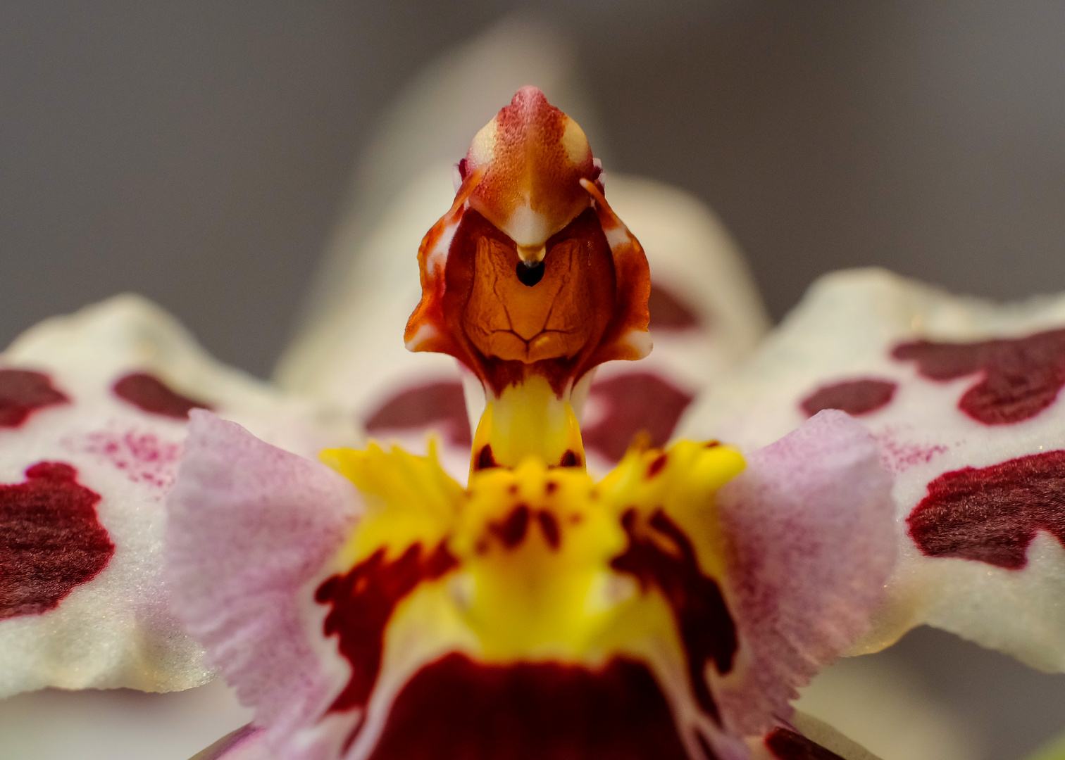 Orchideenblüte - Makroaufnahme einer Odontonia Carla