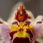 Orchideenblüte - Makroaufnahme einer Odontonia Carla