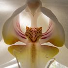 Orchideenblüte (Markro)