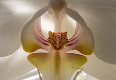 Orchideenblüte (Markro)