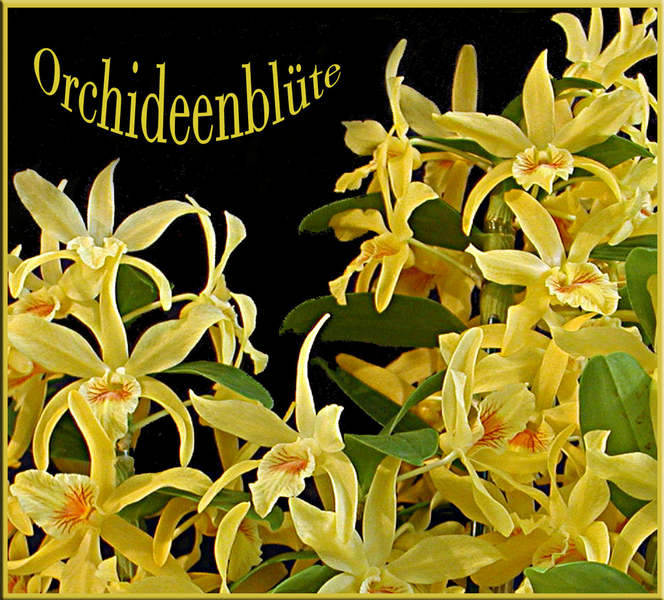 Orchideenblüte (mir unbekannte Art)