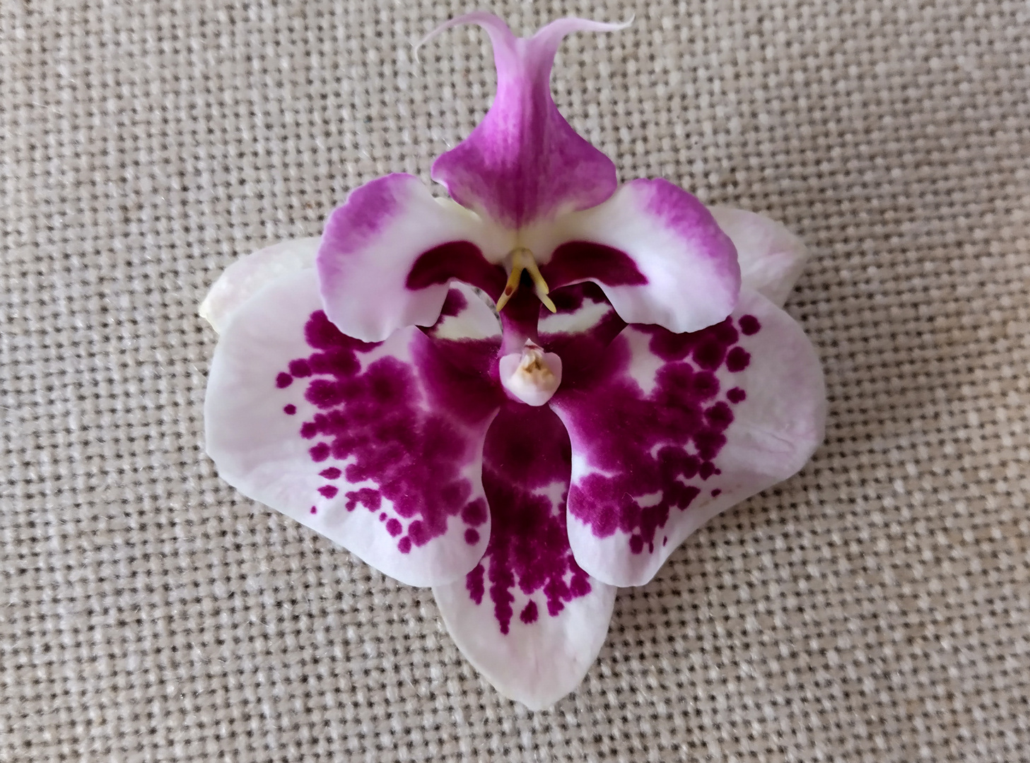 Orchideenblüte mit Gesicht