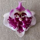 Orchideenblüte mit Gesicht