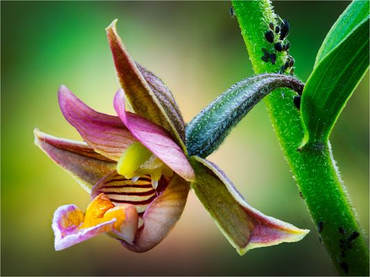 Orchideenblüte mit schwarzen Blattläusen