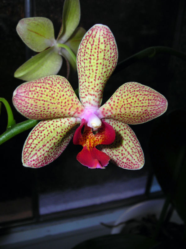 Orchideenblüte, nun gereifter und farbintensiver