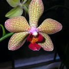 Orchideenblüte, nun gereifter und farbintensiver