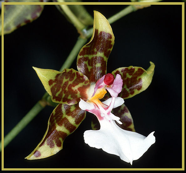 Orchideenblüte (Odontoglossum)