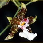 Orchideenblüte (Odontoglossum)