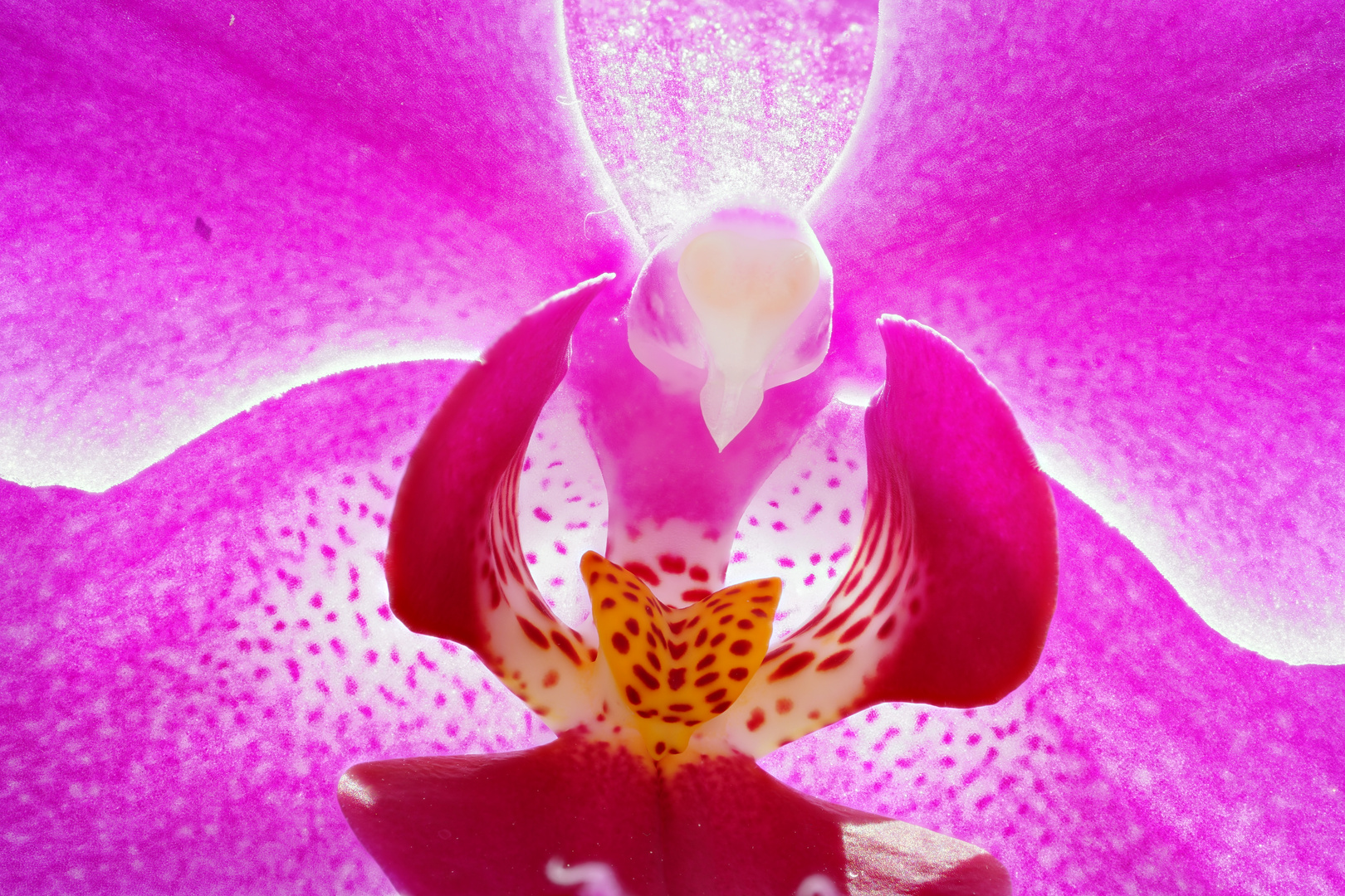 Orchideenblüte (Phalaenopsis)