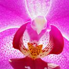 Orchideenblüte (Phalaenopsis)