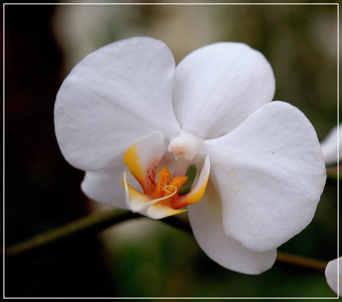 Orchideenblüte, ( Phalaenopsis )