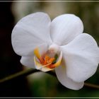 Orchideenblüte, ( Phalaenopsis )