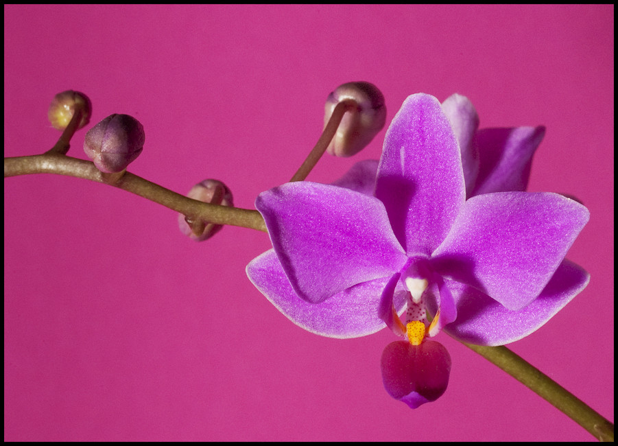 Orchideenblüte (Phalaenopsis)
