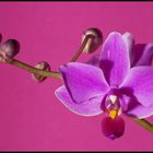 Orchideenblüte (Phalaenopsis)