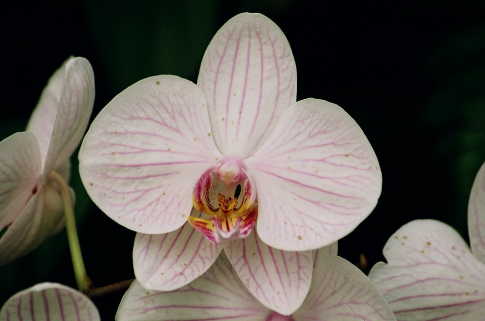 Orchideenblüte (Phalaenopsis var.)