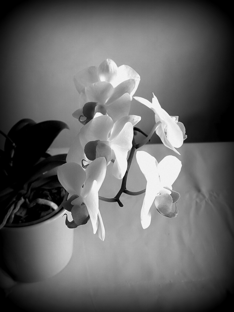 Orchideenblüte s/w