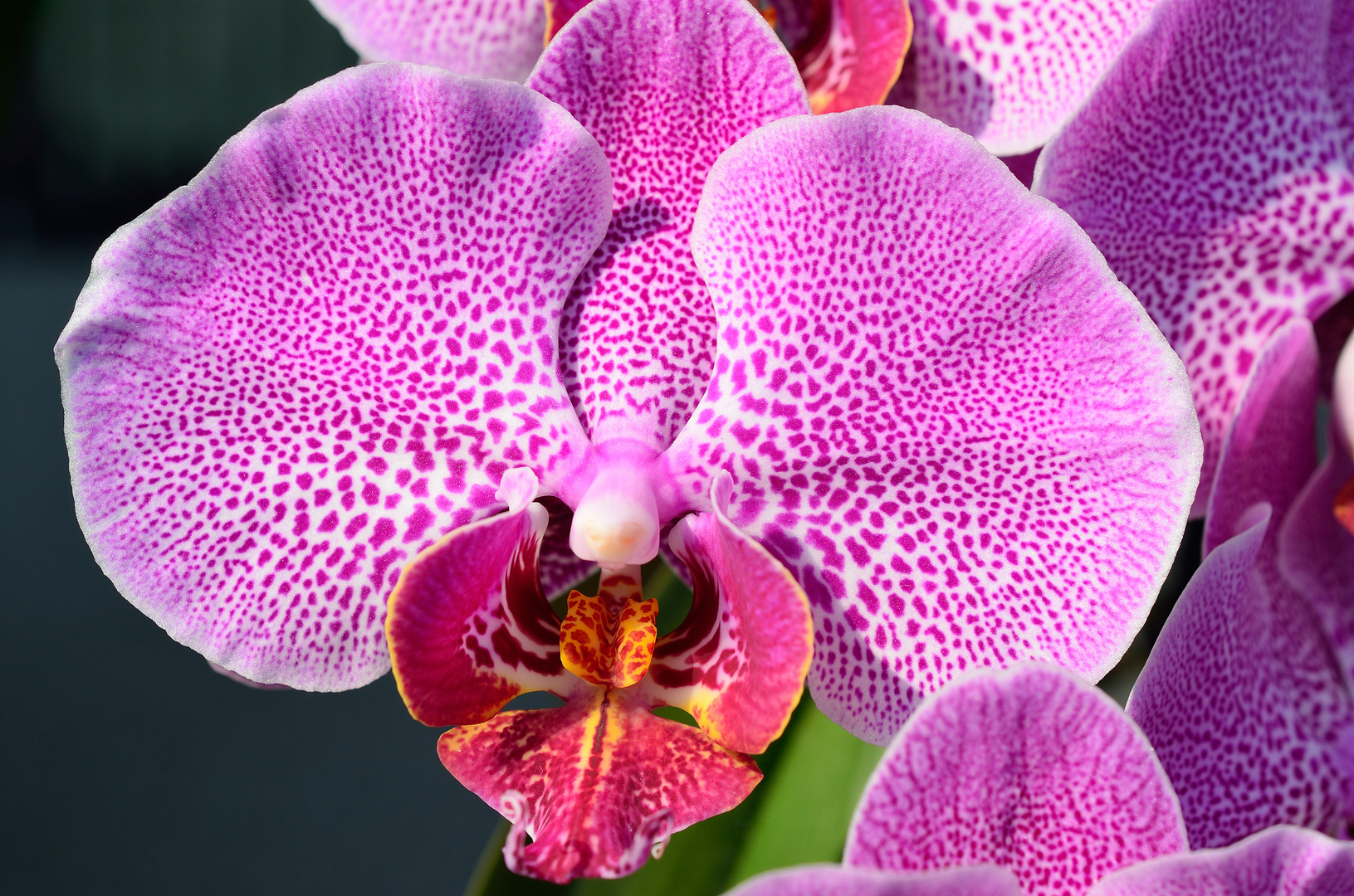 Orchideenblüte_01