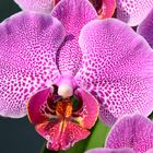 Orchideenblüte_01