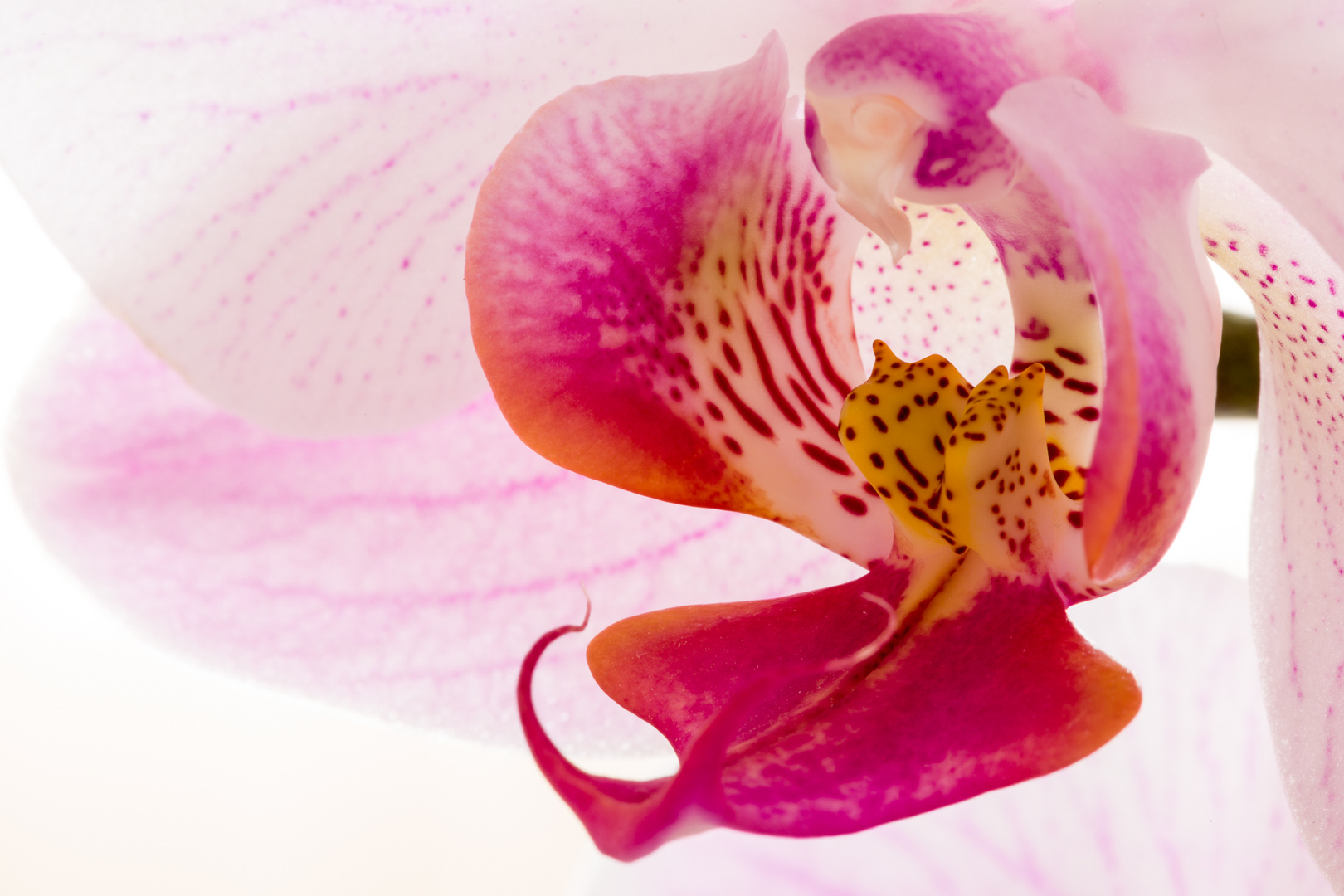 Orchideenblüte_1